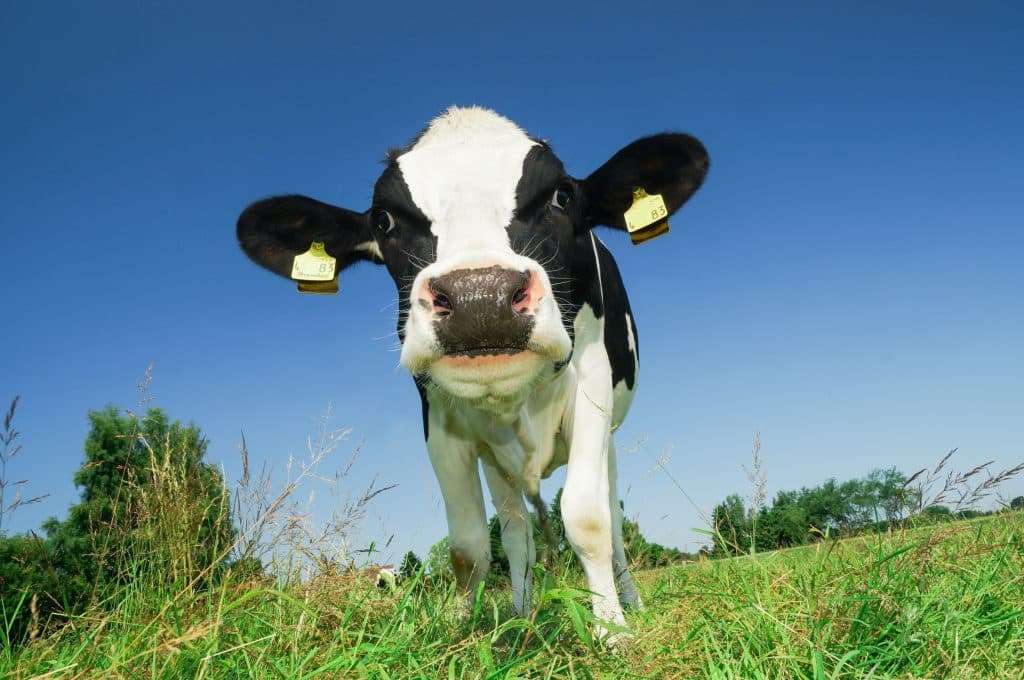 Shire Leasing agricultural finance and farm finance including dairy cows